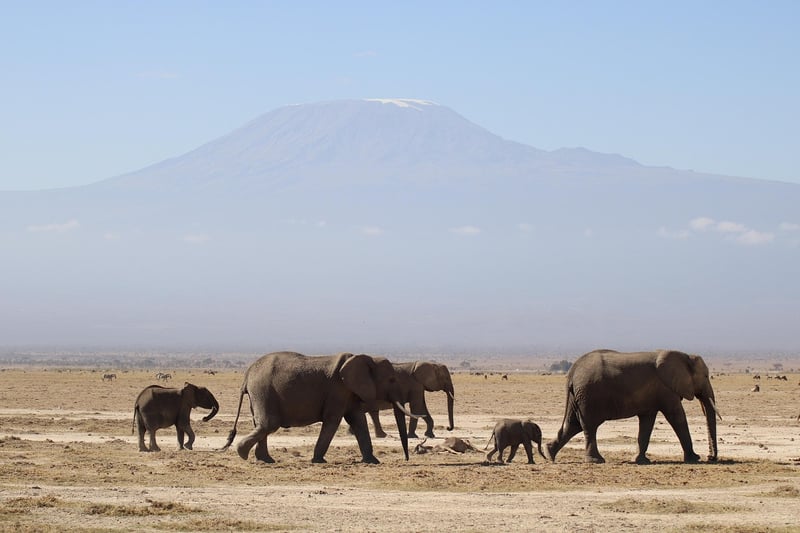 Elephants Safari