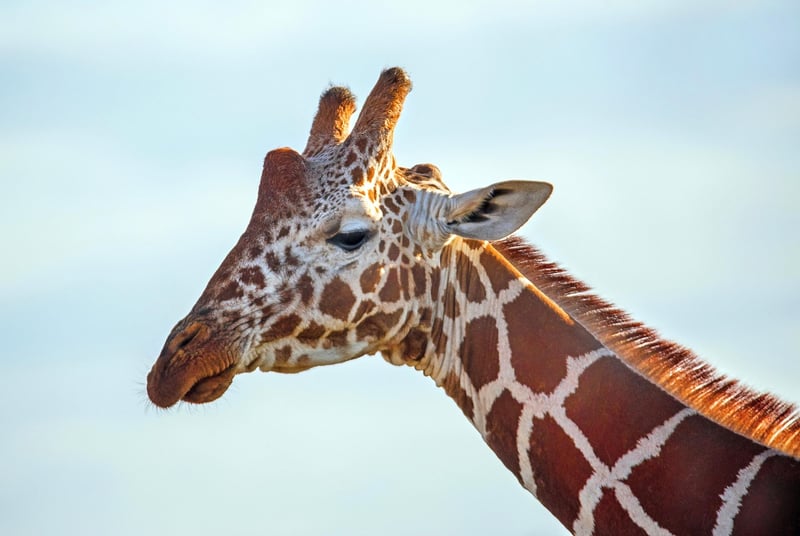 Giraffe Safari
